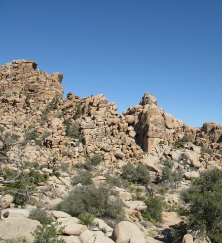 nick at joshua tree national park